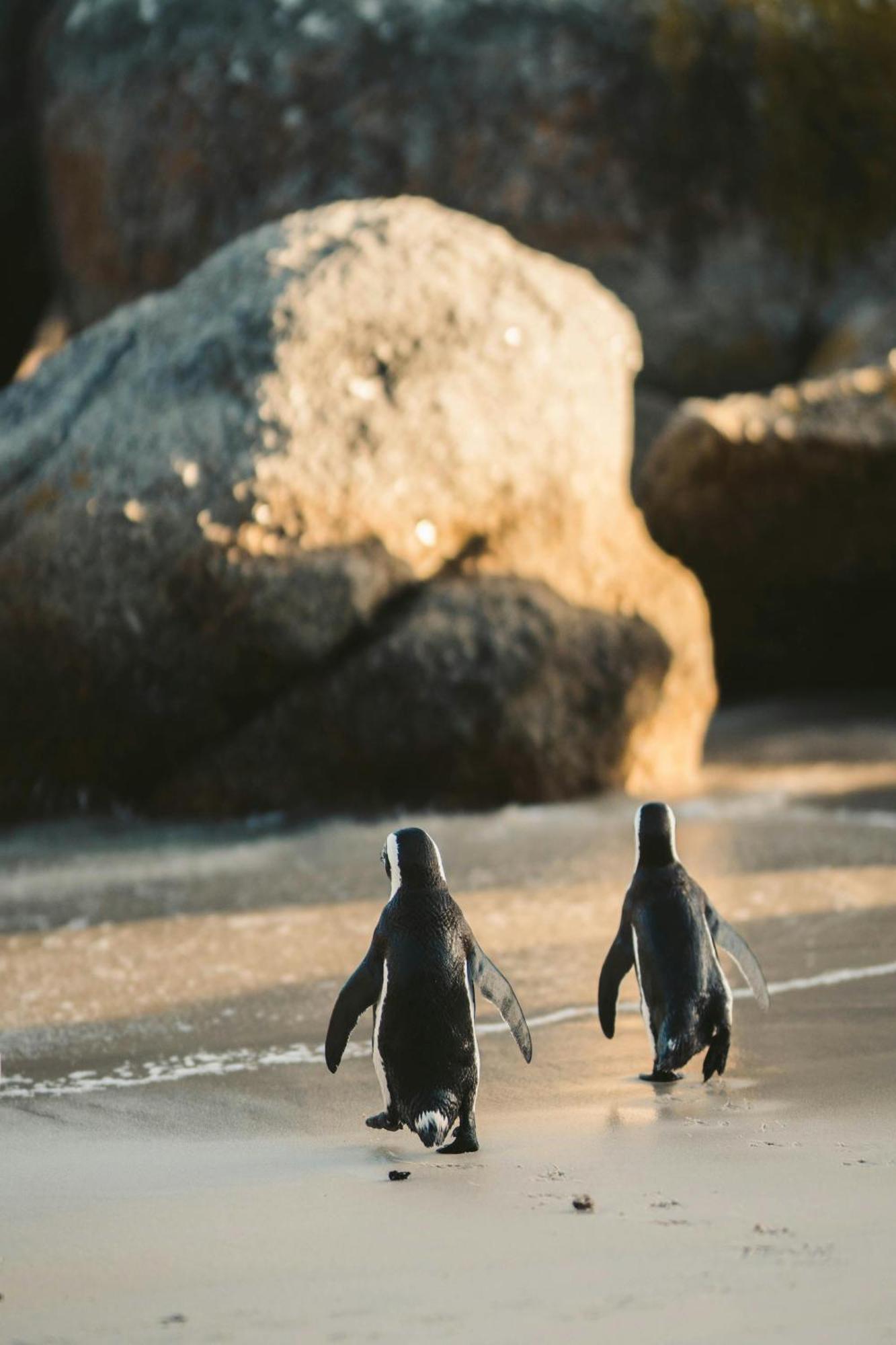 Arc Cape Town